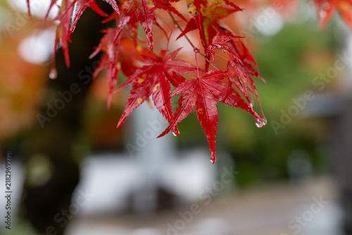 Red Maple Leaves with Raindrops in Autumn