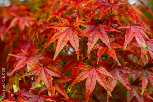 Dense Red Maple Foliage in Autumn