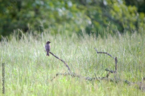 Canvas Print Eastern Phoebe Perched on Fallen Tree Branch in Field