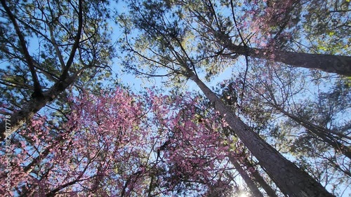 Cinematic low-angle shot of vibrant pink cherry blossom trees and tall pine trees blooming behind old vintage gate at Dinh 2, Da Lat, Vietnam in morning sunlight.