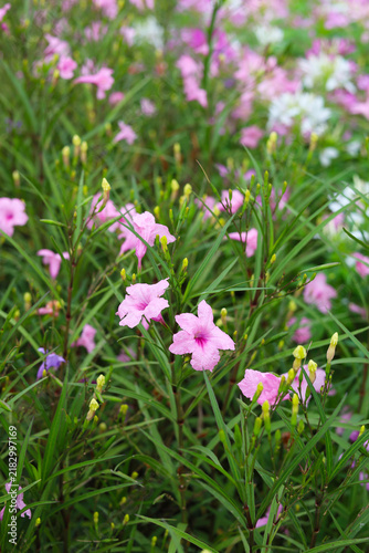 Field of Ruellia flowers blooming with green leaves.