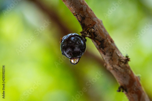 Exotic fruit of the jaboticaba growing on the tree trunk with a rain drop