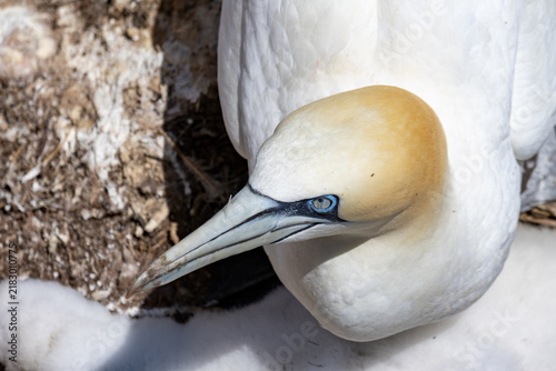 Foto Gaspesie, Quebec, 15 July 2026 : A northern gannet sits on its nest, looking down with its distinctive blue eye