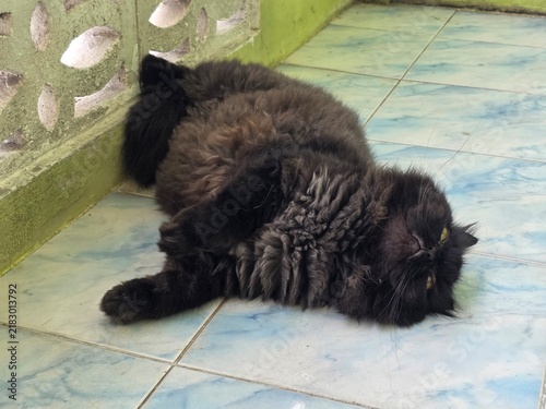 Canvastavla Fluffy Black Cat Lounging: A long-haired black cat with luxurious fur is sprawled comfortably on a tiled floor, resting languidly by a patterned wall