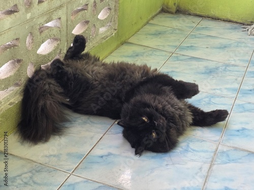 Cuadro en lienzo A Fluffy Black Cat Lounging on the Floor: A contented black cat with long, thick fur sprawls lazily on a tiled floor, its belly exposed, appearing completely relaxed and at ease