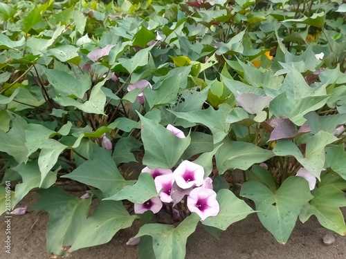 Obraz na płótnie Purple sweet potato plant with flowers in Indonesian farm