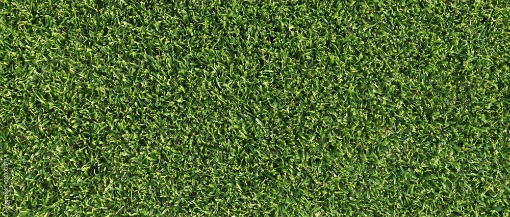 Obraz premium Green grass texture background close up view