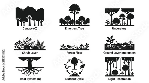 Forest ecosystem layers and components.