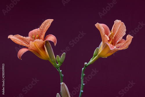 Bild auf Leinwand Two orange daylily flowers (Hemerocallis fulva) with buds on a dark burgundy bac