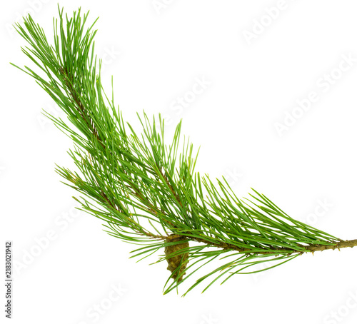 Green pine branch with cones. Christmas. New Year. Winter decor. Isolated on a white background without shadows.