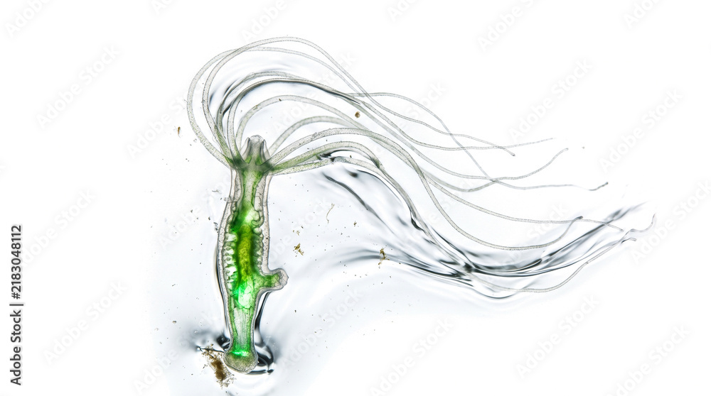 Fototapeta premium Microscopic View of a Single-Celled Organism with Long Cilia and Green Chlorophyll Core Isolated on transparent background