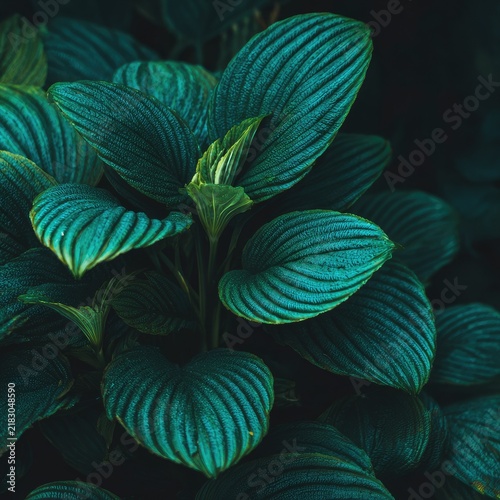 Close Up Green Leaf Plant with Vibrant Textured Foliage in Dark Background