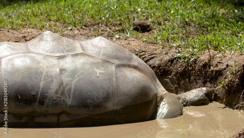 Принти на полотні Giant Aldabra Tortoise Wallowing in a Muddy Pool Under Bright Sunlight