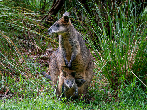 Foto A Mother and Joey Swamp Wallaby with Joey appearing to be coming out of the pouc