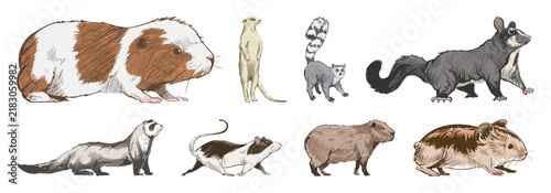 Photography PNG Illustrated small mammals collection on transparent background