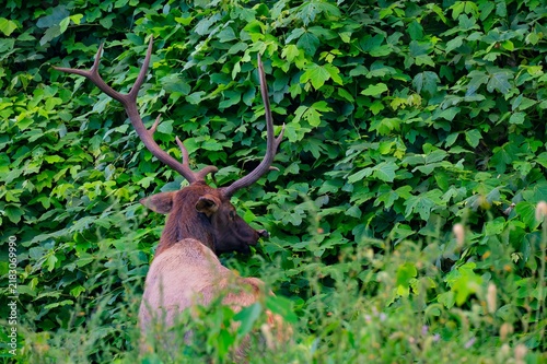 Fotografie Bull elk in Cherokee, North Carolina eating kudzu on a steep mountainside slope