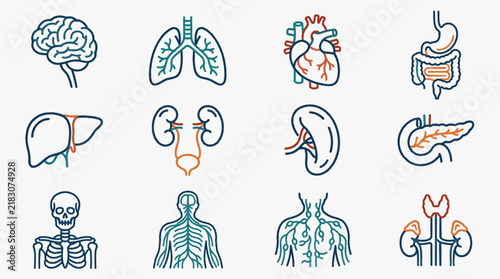 Human anatomy organ icons featuring brain, lungs, heart, stomach, liver, kidneys, pancreas, spleen, skeleton, nervous system, and endocrine system in a colorful textured line art style.
