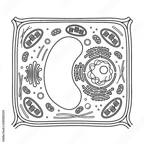 Detailed plant cell diagram for educational biology study. Vector line art illustration. 