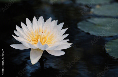 Bild auf Leinwand A white water lily with a bright yellow center blooms gracefully above dark water surrounded by lily pads