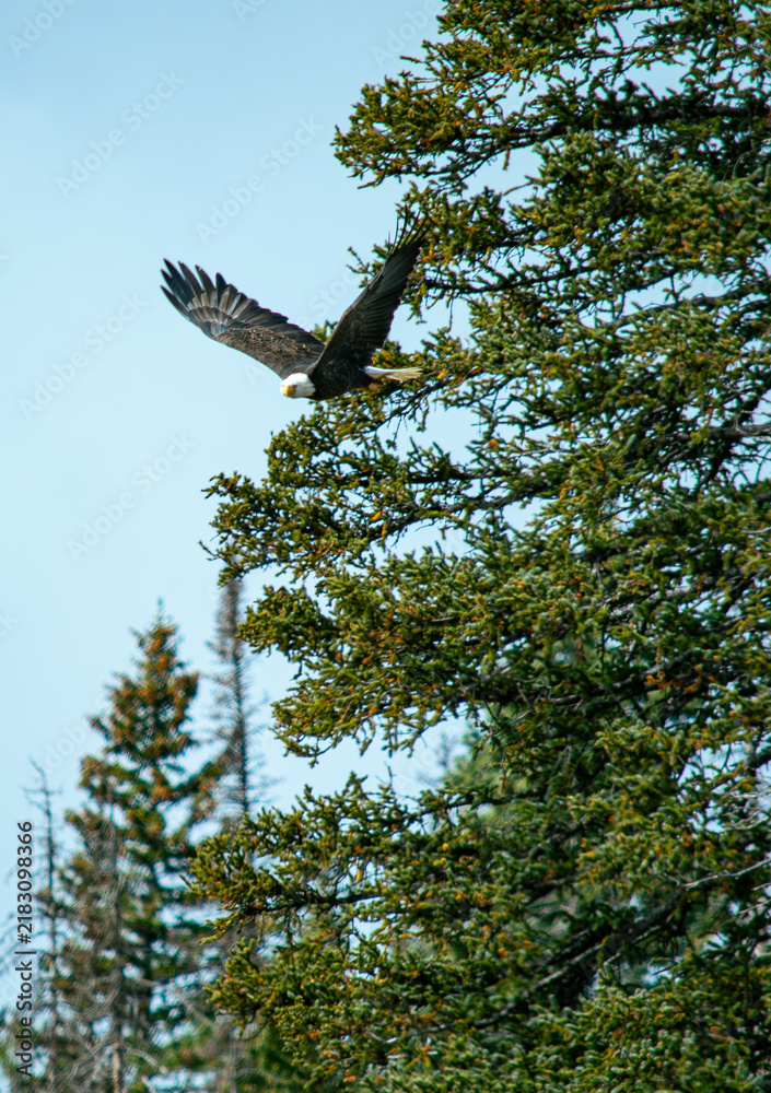 Bild auf Leinwand Eagle Taking Flight