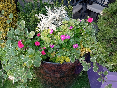 Fotografie A lush decorative container garden arrangement in a large ceramic planter, featu