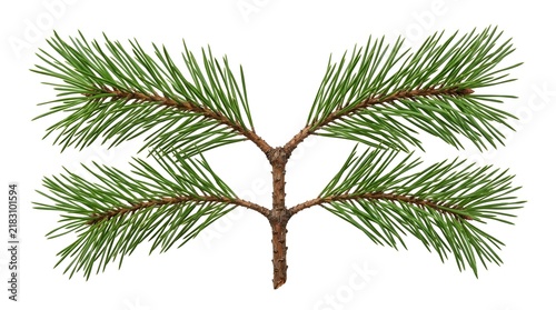 A fresh green pine tree branch isolated on a clean white background for seasonal design projects