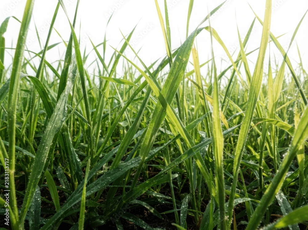 Obraz premium Close up of fresh green grass with morning dew drops
