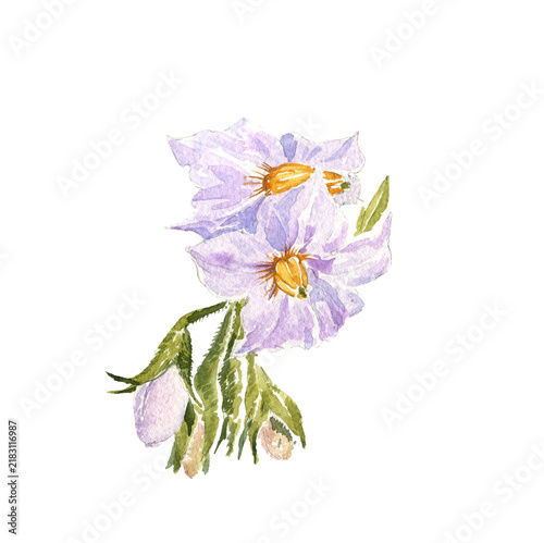 watercolor drawing sketch of flower of potato isolated at white background, hand drawn illustration