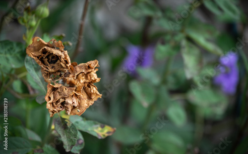 Fotografie Close up of dry rose flower on rose tree.