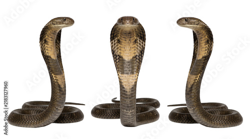 Set of 3 angles of view of the same king cobra isolated on transparent background, ideal for herpetology studies, dangerous wildlife, and exotic fauna documentaries