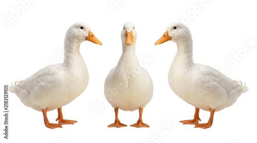 Three white ducks displayed with no background for design mockup, farm poultry and domestic birds concept