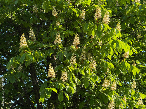 Spring blooming horse chestnut tree Aesculus hippocastanum