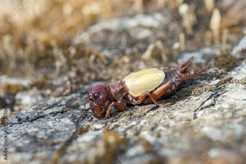 Field cricket, Gryllus campestris, ensifera, field cricket, crickets, hatching, skin, molting, insects, long-feeler scare, molt, hatching, slough