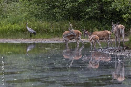 After a brief moment, red deer (Cervus elaphus) and cranes (Grus grus) hardly take any notice of each other, each does its own thing, encounter, family, animal child, June, Germany