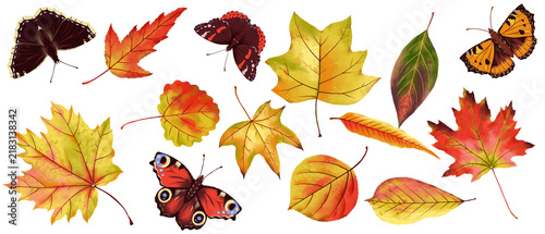 drawing autumn set of colorful leaf of trees and butterflies isolated at white background, hand drawn illustration, floral design element