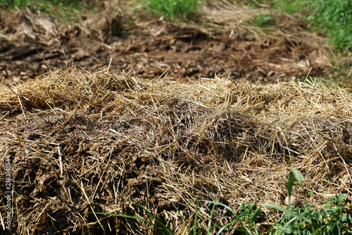 Manure pile horse manure horse droppings in a field