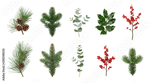 Set of winter christmas evergreen branches and holly berries isolated on transparent background