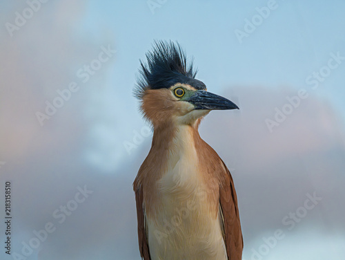 Nankeen Night Heron Portrait Head Left