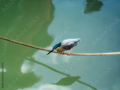 Fotografie Striated Heron Perched On Rope