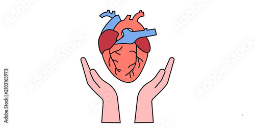 Anatomical human heart held in cupped hands, medical illustration of cardiac health, red and blue organ on white background