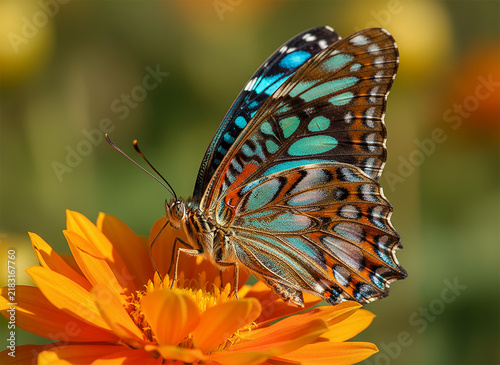 Blue and Orange Butterfly Feeding on Yellow Flower Macro