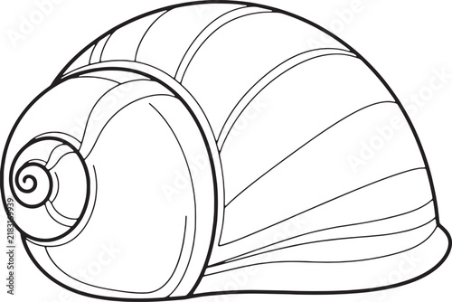 Minimalist seashell line art vector, spiral snail shell coloring page illustration, black and white nautical mollusk shell outline for kids