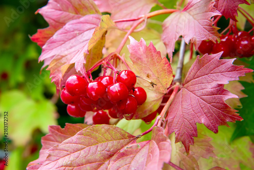Принти на полотні Red viburnum berries on a branch with colorful autumn leaves.