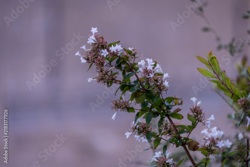 фотографія Arbuste en fleurs
