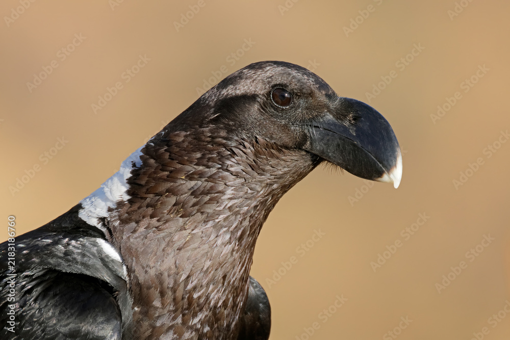 Obraz premium Close-up portrait of a white-necked raven (Corvus albicollis), South Africa