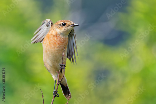 Quadro su tela 飛び出そうと翼を少し広げるノビタキ(Amur Stonechat)