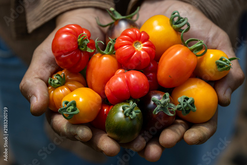 Canvastavla Farmer hand holding variety of fresh organics homegrown heirloom tomatoes in veg