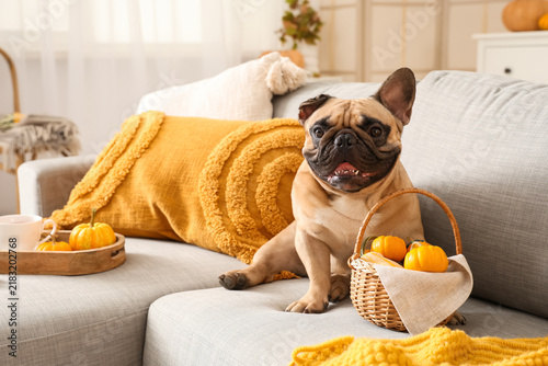 Cute French bulldog and wicker basket with pumpkins on sofa in living room. T...