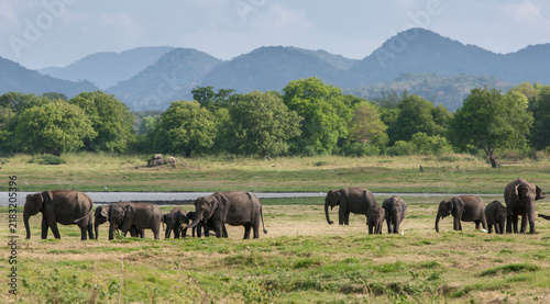 Quadro su tela A herd of wild elephants graze on grassland adjacent to the tank (reservoir) within Minneriya National Park near Habarana in central Sri Lanka