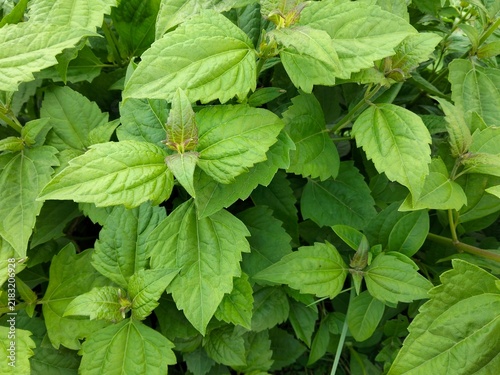 Foto Fresh green wild bush leaves growing densely with small buds under direct bright daytime sun exposure
